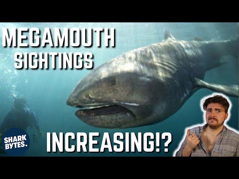 Are MEGAMOUTH Sharks Becoming More Common?
