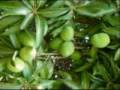 Chimtengo Cha Mango
