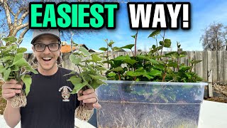 The BEST Way To Grow Sweet Potatoes QUICKLY! (NOT In Water!)