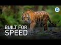 Wild Cats Uncovered Cheetahs Bobcats And Lesser Known Felines Full Wildlife Documentary