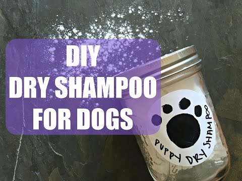 image-How do you make natural dry shampoo for dogs?