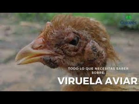 , title : 'la viruela aviar: tratamiento ,síntomas y contagio'