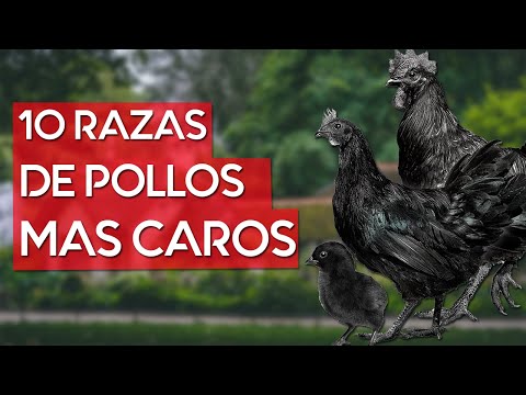 , title : 'Las 10 razas de pollos más caros del mundo | gallinas finas 🐔'