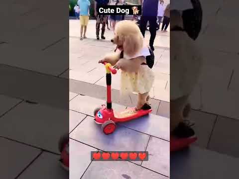 Which dog is the cutest? #shorts #dog #dogs #cutedog #cuteanimals #cutebaby