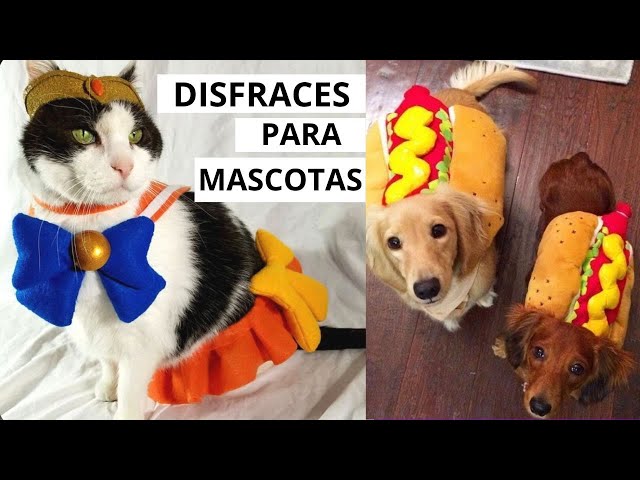 Vídeo relacionado con Disfraces Halloween para Perro, Disfraces para Mascotas, Conjuntos de Fiesta de Cosplay para Perro, Ropa Divertida para Mascotas, Ropa para Gatos de Fiesta de Halloween de Carnaval (S)