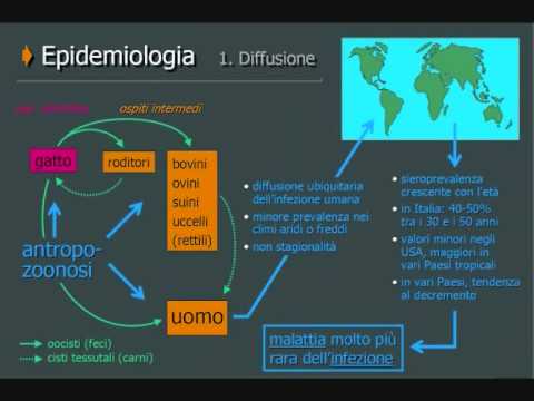 ANIBALDI.IT - Toxoplasmosi