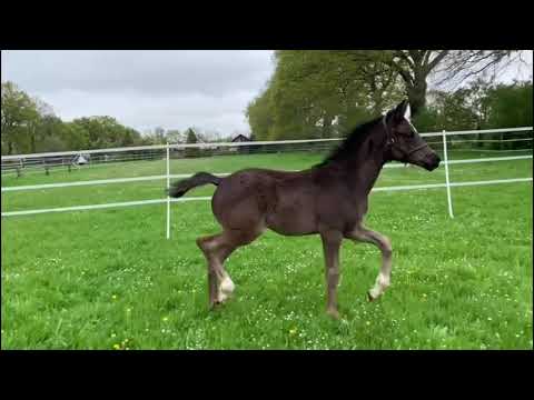 Stutfohlen Dynamic Dream x Don Noblesse *2021