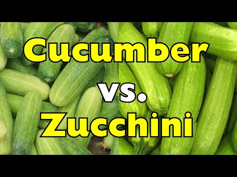 Cucumber vs. Zucchini: What’s the Real Difference?