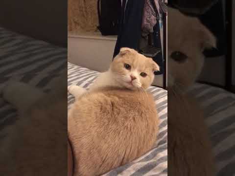 Talking scottish bent ear cat