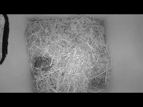 invånare i ekorrholken film 1