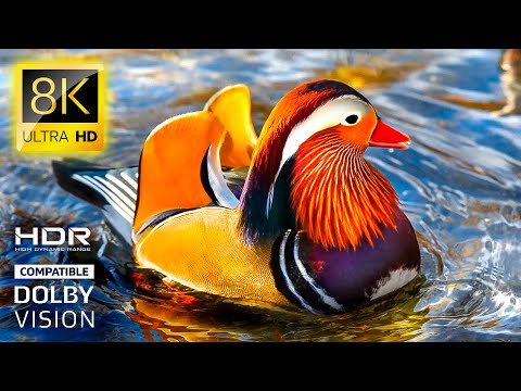Wild Animals 8K • Beauty of Nature’s Creatures HDR TV 60FPS | 8K VIDEO ULTRA HD