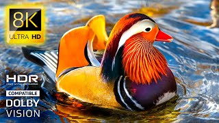 Wild Animals 8K • Beauty of Nature’s Creatures HDR TV 60FPS | 8K VIDEO ULTRA HD