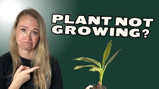 Plant Growing Too Slow? It's Probably Your Pot