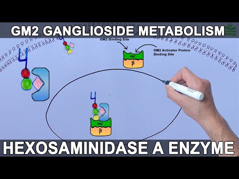 Lysosomal Metabolism of GM2 Ganglioside | Tay Sachs Diesease