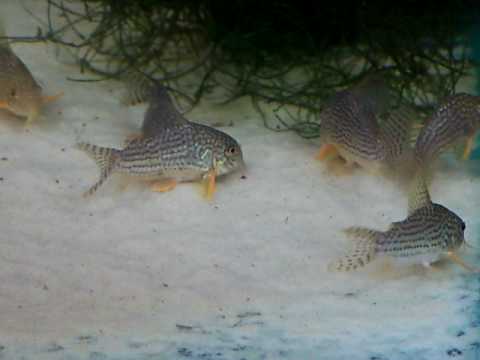 Corydoras Sterbai