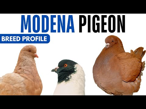 Modena Pigeon — breed profile, history