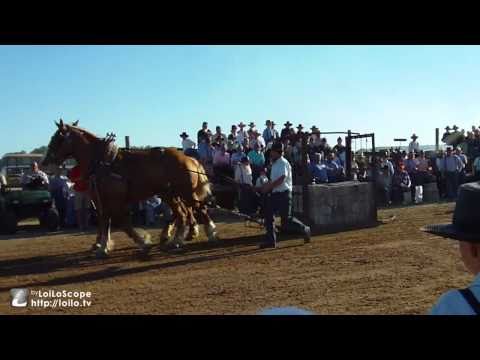 Horse Progress Days 2010 (Part 1)