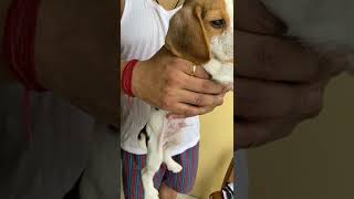 Bagel Hound  Puppies Videos