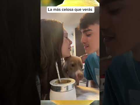 The most jealous one #dogs #funnypuppies #viral