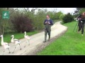 WWT Washington Chilean Flamingo Chick Introduction