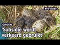 Weidevogelrapport is volgens ecoloog ‘flut’ | RTV Oost