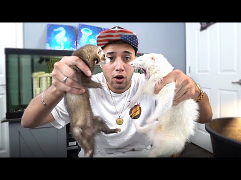 PRIMEIRA VEZ DOS MEUS FURÕES JUNTOS MAS... *deu ruim*