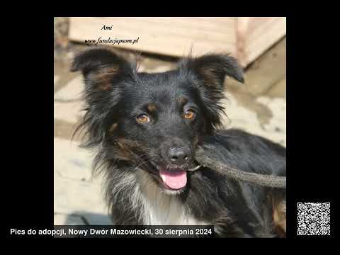Psy do adopcji, województwo mazowieckie, 26.08.2024 - 01.09.2024