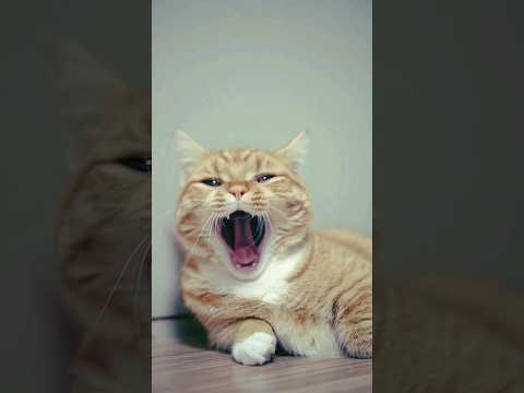 Bhilai bhilai tiktok