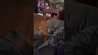 Video preview image #1 Black Mouth Cur-Catahoula Leopard Dog Mix Puppy For Sale in Pleasanton, TX, USA