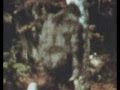 Stompin' Tom Connors - Sasquatch