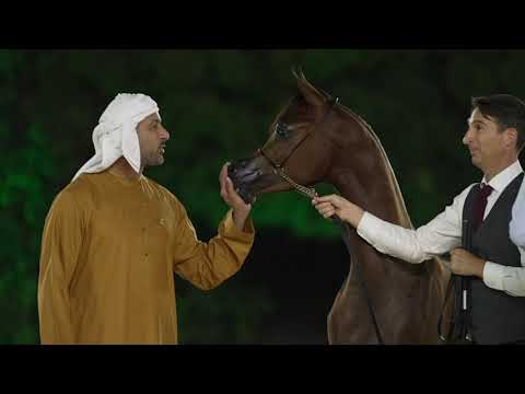 DUBAI STUD ACHIEVEMENTS - Fujairah Int. Arabian Horse Championship 2023