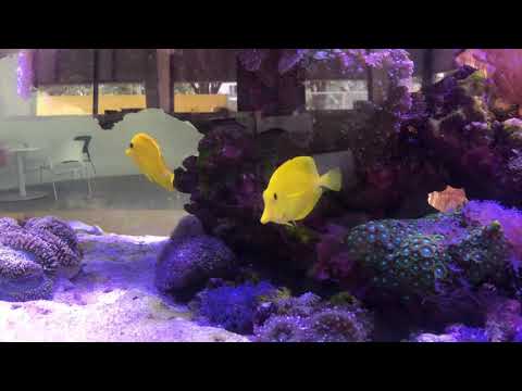 yellow tang in my tank