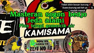 Download lagu Masteran sogon bedjo jeda alami plus gemercik air mudah di tirukan #masteransogonbedjo  mp3