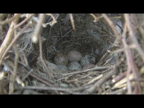 Aves en el bosque Esperanza Santa Fe Argentina 2025