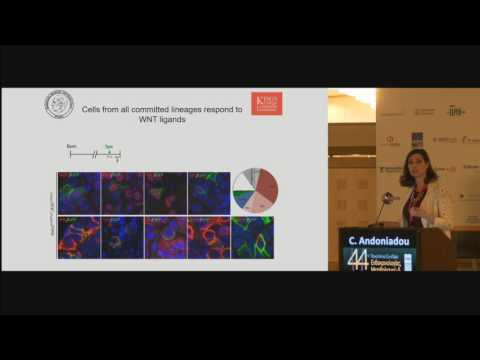 Andoniadou Cynthia - Functions of pituitary stem cells in homeostasis and disease