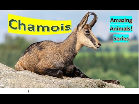 , title : 'Chamois facts 🐐 is it a goat 🐐 or Antelope  🤔 can we find them in Europe?'