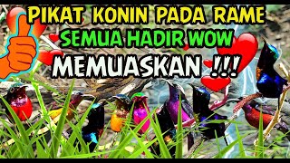 Download lagu Suara Pikat Kolibri Paling Ampuh Bikin Kolibri Lai... mp3
