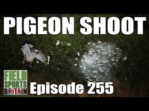 Fieldsports Britain – Pigeon Shoot Fieldsports Britain – Pigeon Shoot