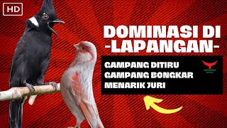 Download lagu ISIAN WAJIB UNTUK DOMINASI LAPANGAN❗️KENARI CILILIN LOSSS❗️ mp3