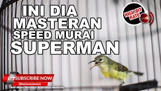 Download lagu 🔴 Kolibri Manggar Betina Gacor❗️Masteran Tajam Speed Kunci Kesuksesan Murai Batu Superman mp3 Download lagu 🔴 Kolibri Manggar Betina Gacor❗️Masteran Tajam Speed Kunci Kesuksesan Murai Batu Superman mp3