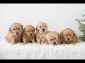 Golden Retriever dogs for sale: Paige  - Video 1
