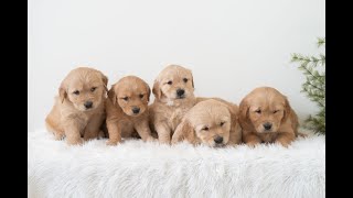 Video preview image #1 Golden Retriever Puppy For Sale in NEWPORT, PA, USA