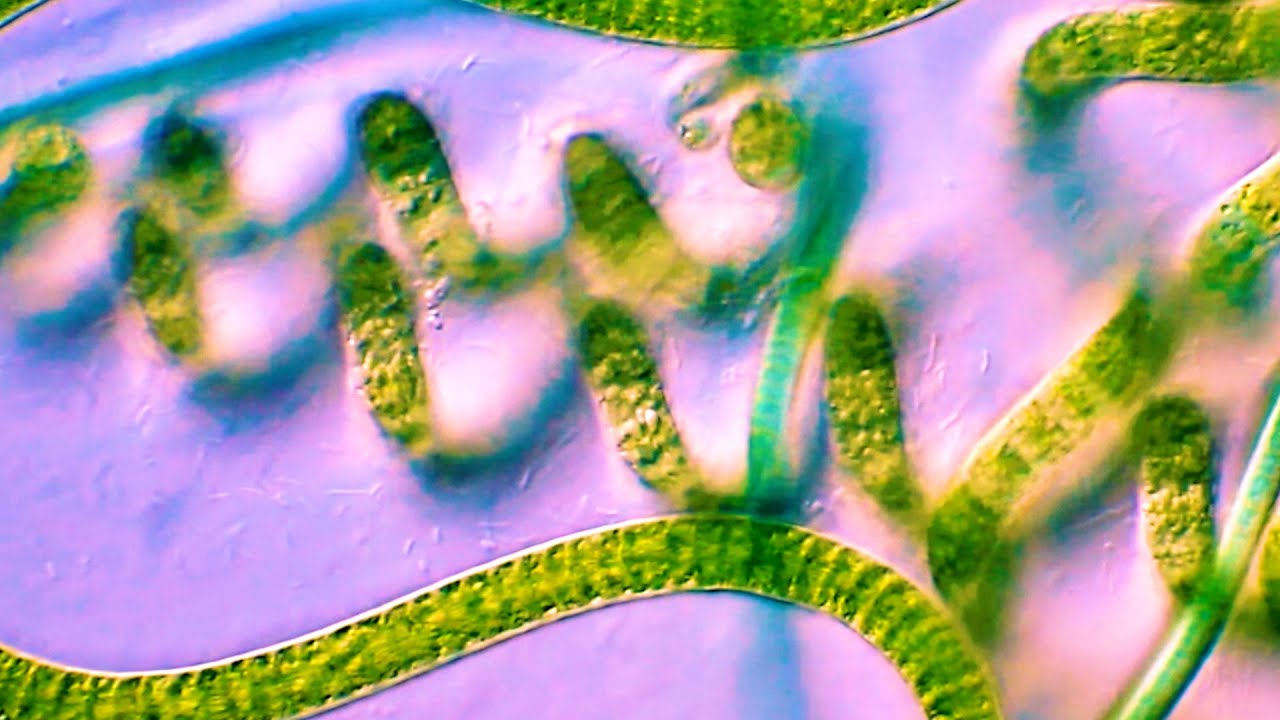 Using microalgae to purify the air