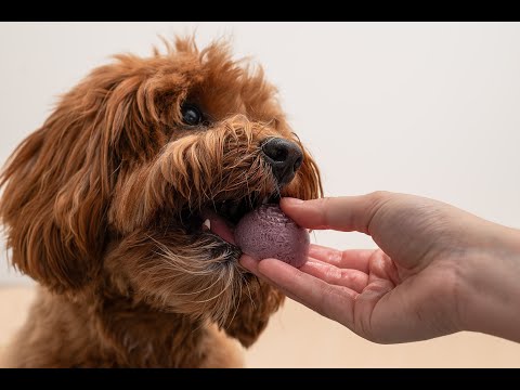 Collations Gourmandes