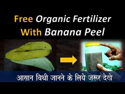 Banana peels fertilizer quick and easy.