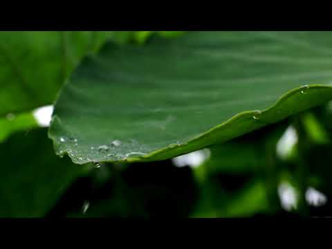 download lagu mp3 mp4 Taro Leaves, download lagu Taro Leaves gratis, unduh video klip Taro Leaves