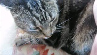 Stray cat says hello