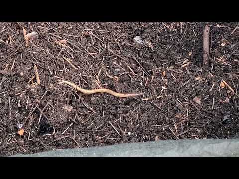 Compost Added to Worm Bin Huge Worms Found + TimeLapse | Outdoor Worm bin Feeding #14 Worm Farm