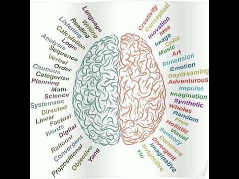 Left Brain Vs Right Brain Work and function