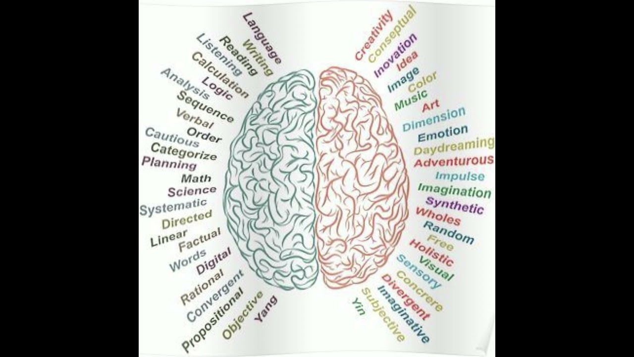 Left Brain Vs Right Brain Work and function